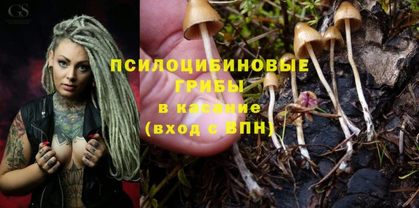 стаф Вязьма